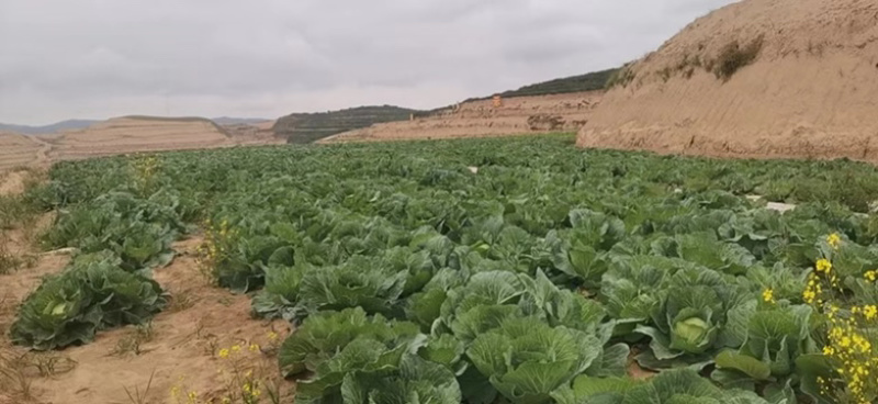 精品奥期拉，质量好，量大，可以洽谈合作，欢迎电话联系