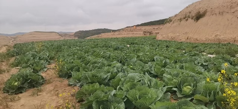 羽衣甘蓝与奇亚籽的搭配展示