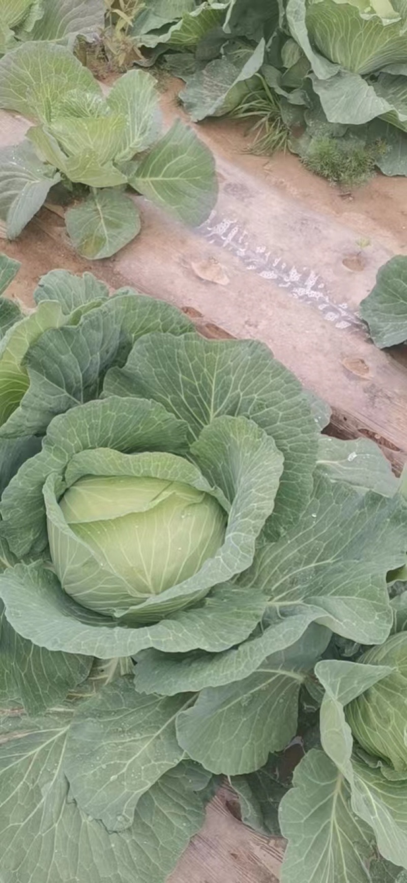 精品奥期拉，质量好，量大，可以洽谈合作，欢迎电话联系