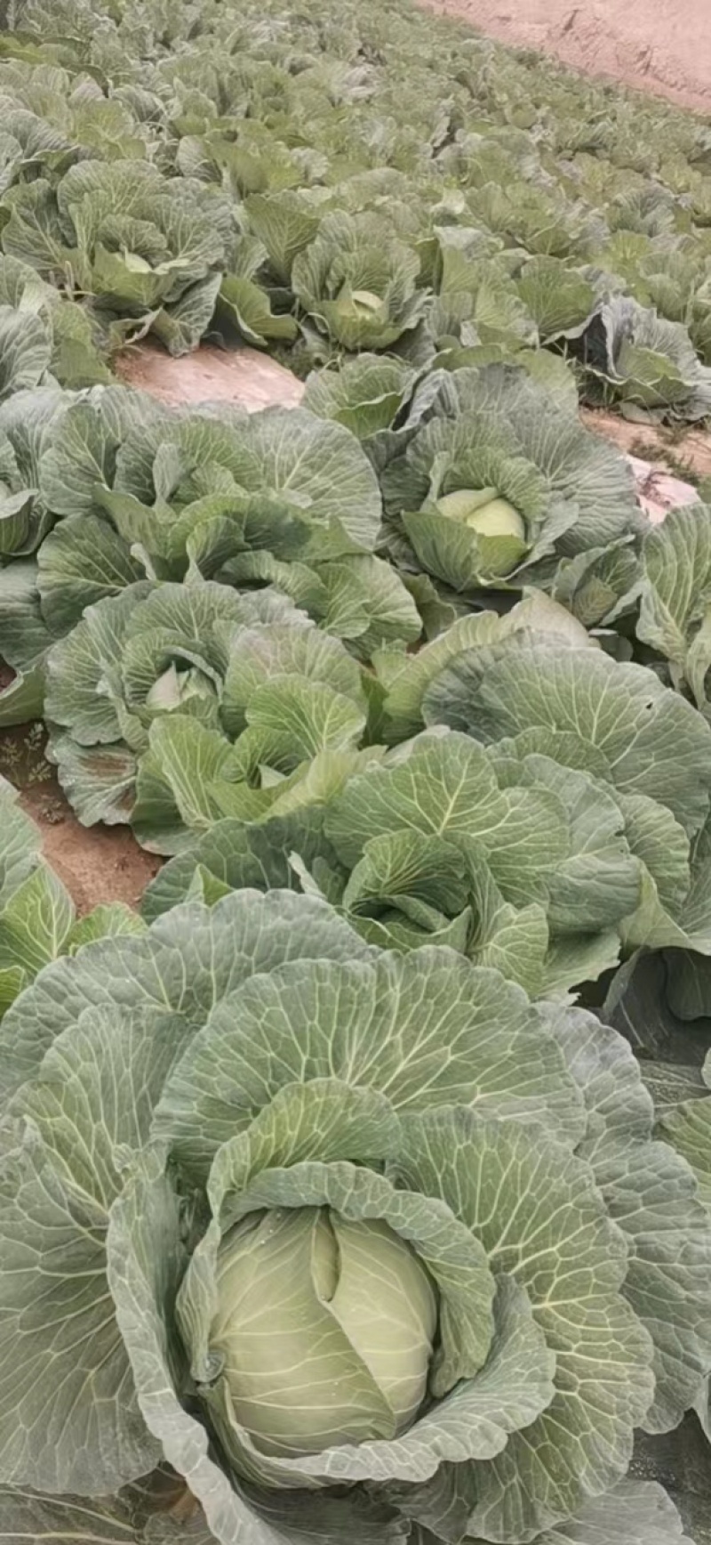 精品奥期拉，质量好，量大，可以洽谈合作，欢迎电话联系