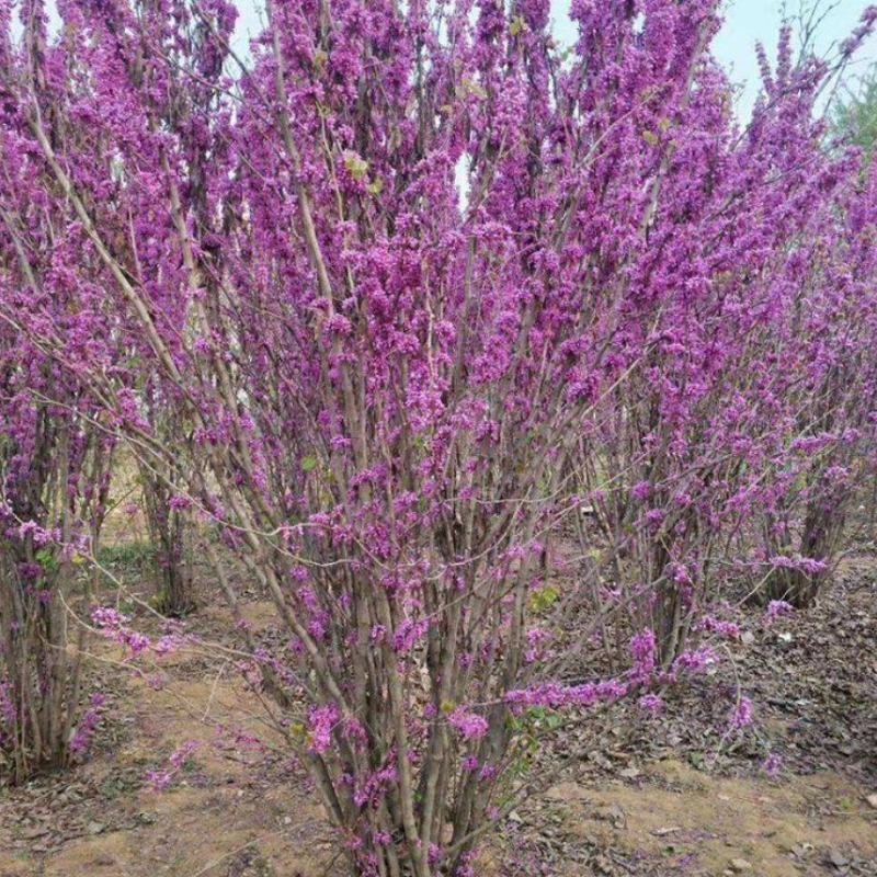 巨紫荆大量上市了价格优惠一手货源质量保证