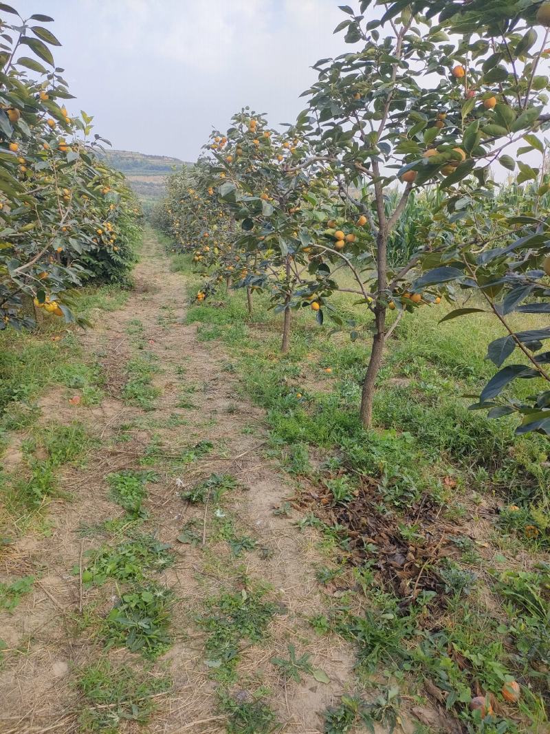 柿子树，柿子苗