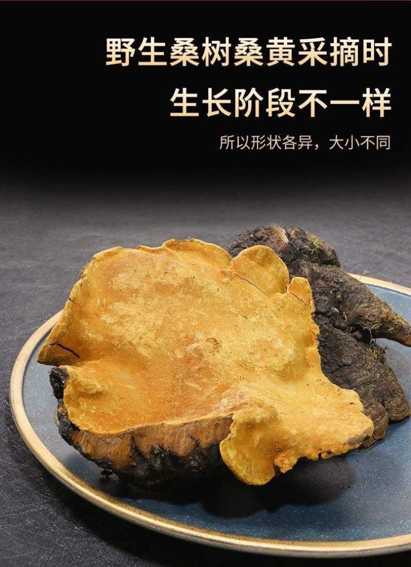 桑黄西藏东北桑黄大量供应一件代发