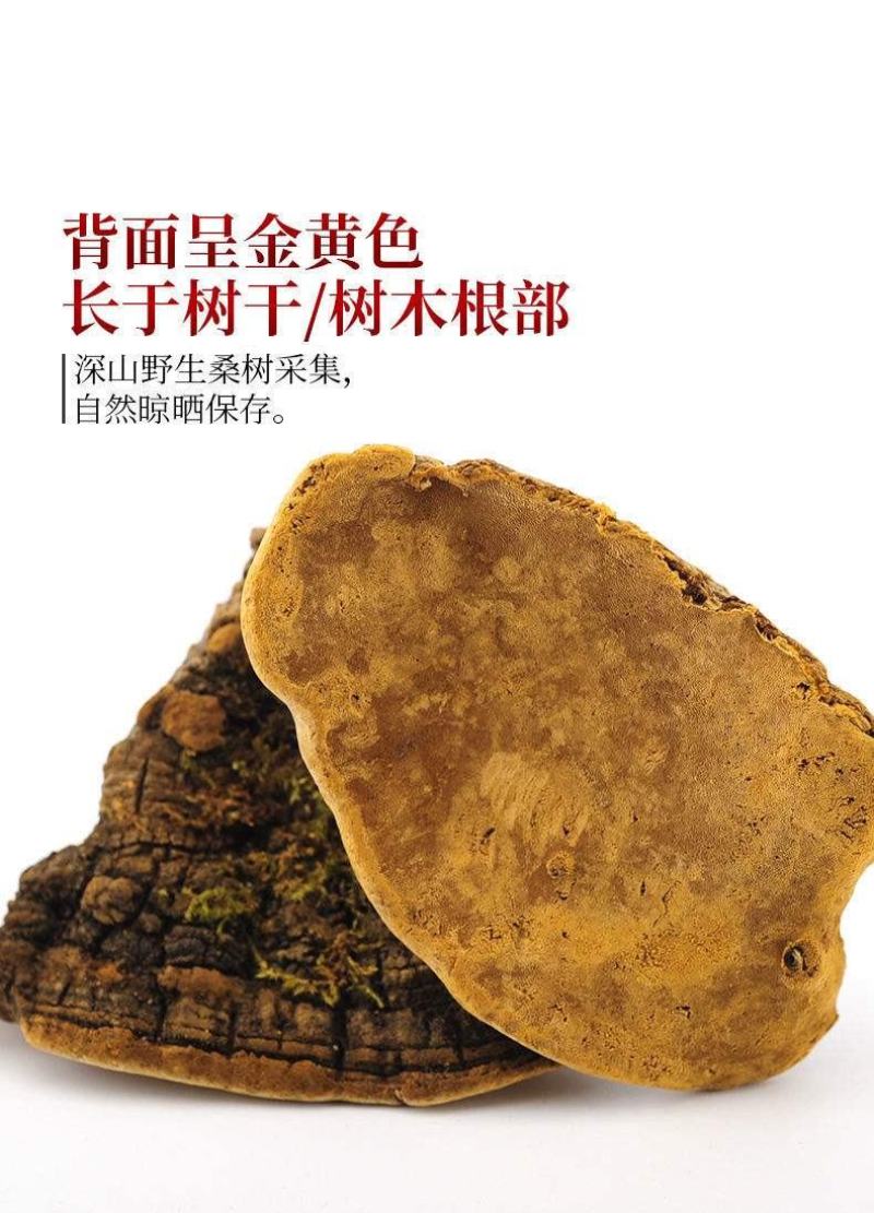 桑黄西藏东北桑黄大量供应一件代发
