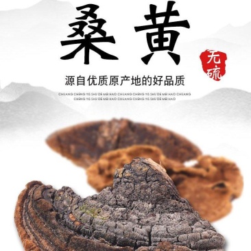 桑黄西藏东北桑黄大量供应一件代发