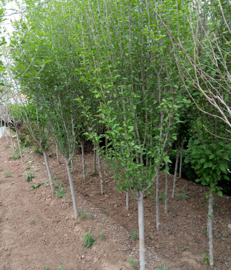 单杆木槿大量上市了价格优惠一手货源质量保证