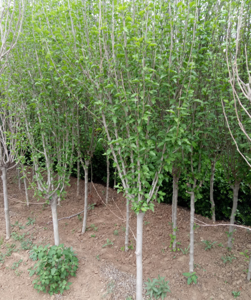单杆木槿大量上市了价格优惠一手货源质量保证