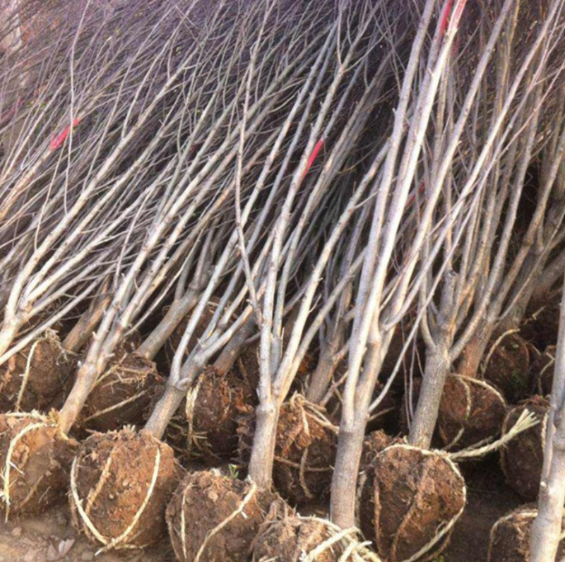 单杆木槿大量上市了价格优惠一手货源质量保证
