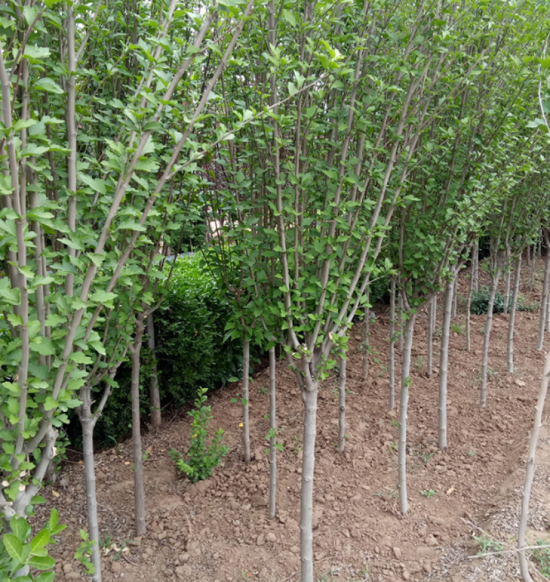 单杆木槿大量上市了价格优惠一手货源质量保证