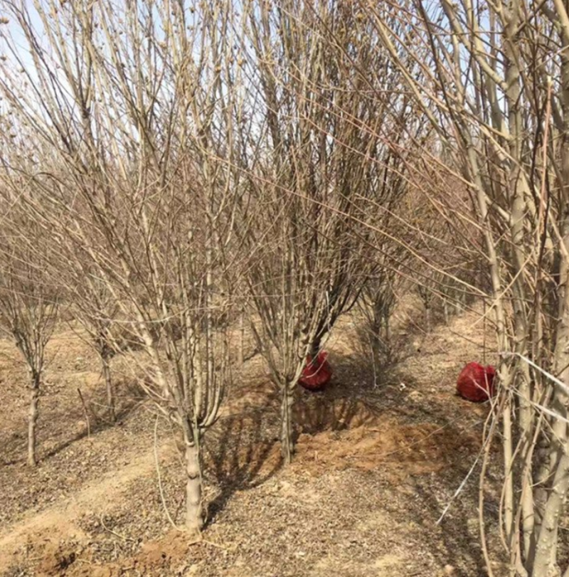 单杆木槿大量上市了价格优惠一手货源质量保证
