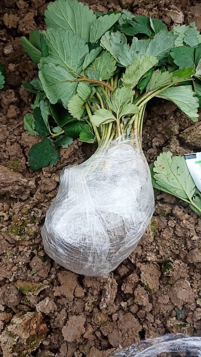奶油草莓苗秧