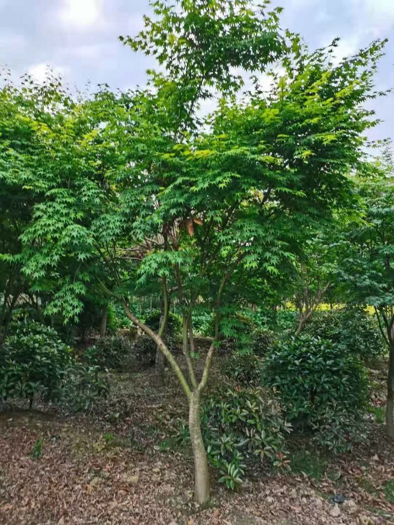 鸡爪槭