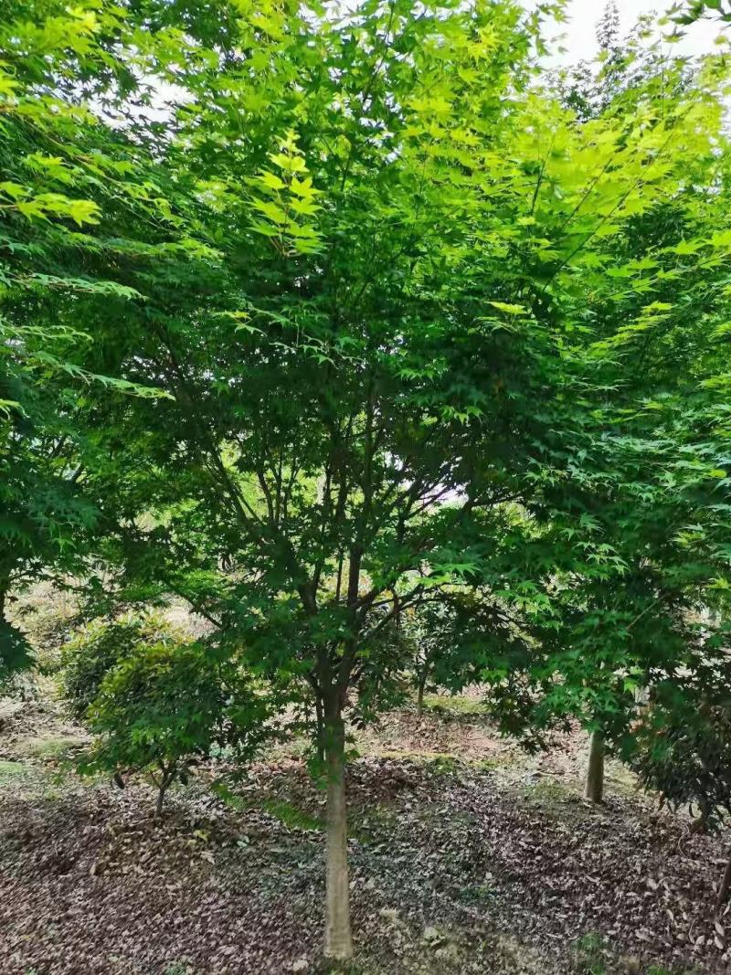 鸡爪槭