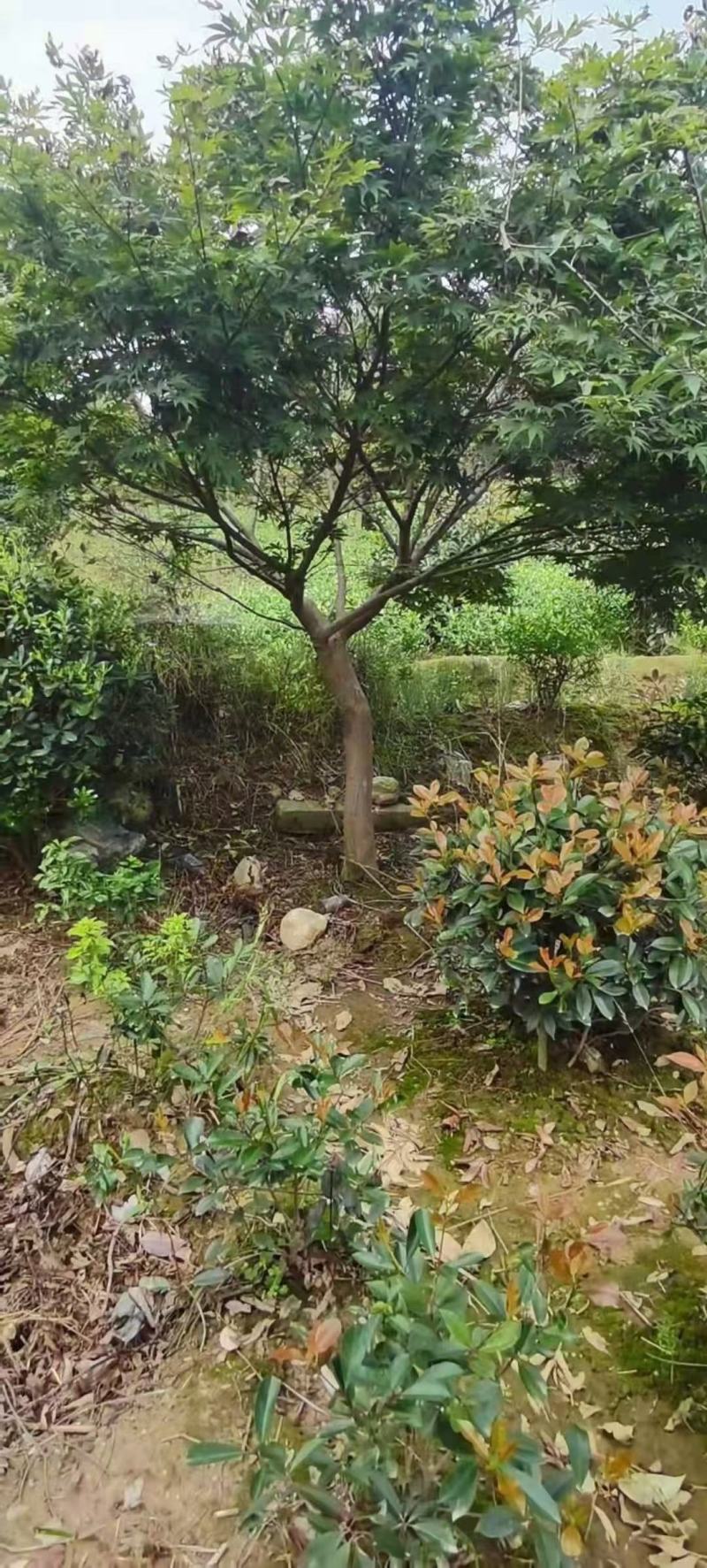 鸡爪槭