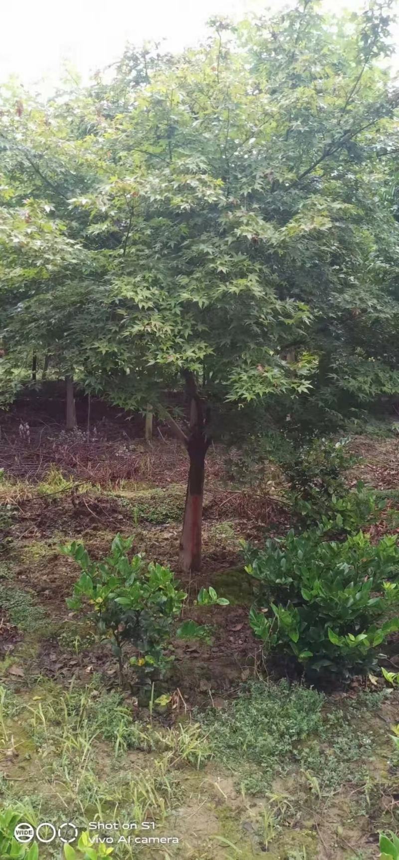 鸡爪槭