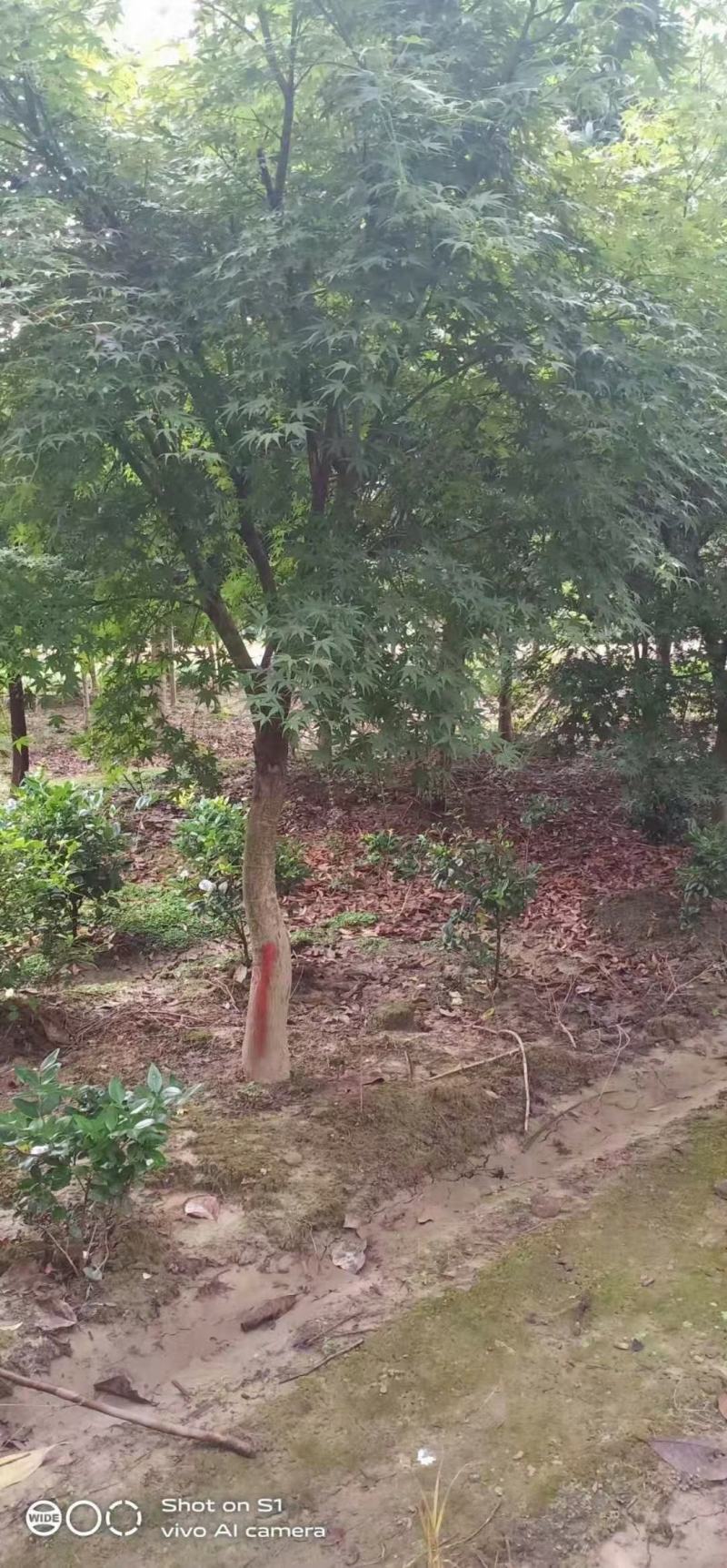 鸡爪槭