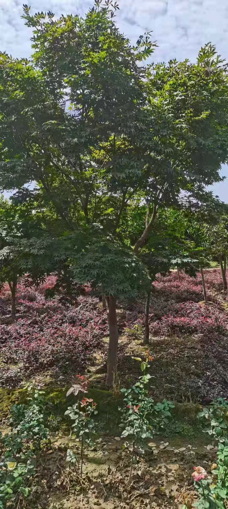 鸡爪槭
