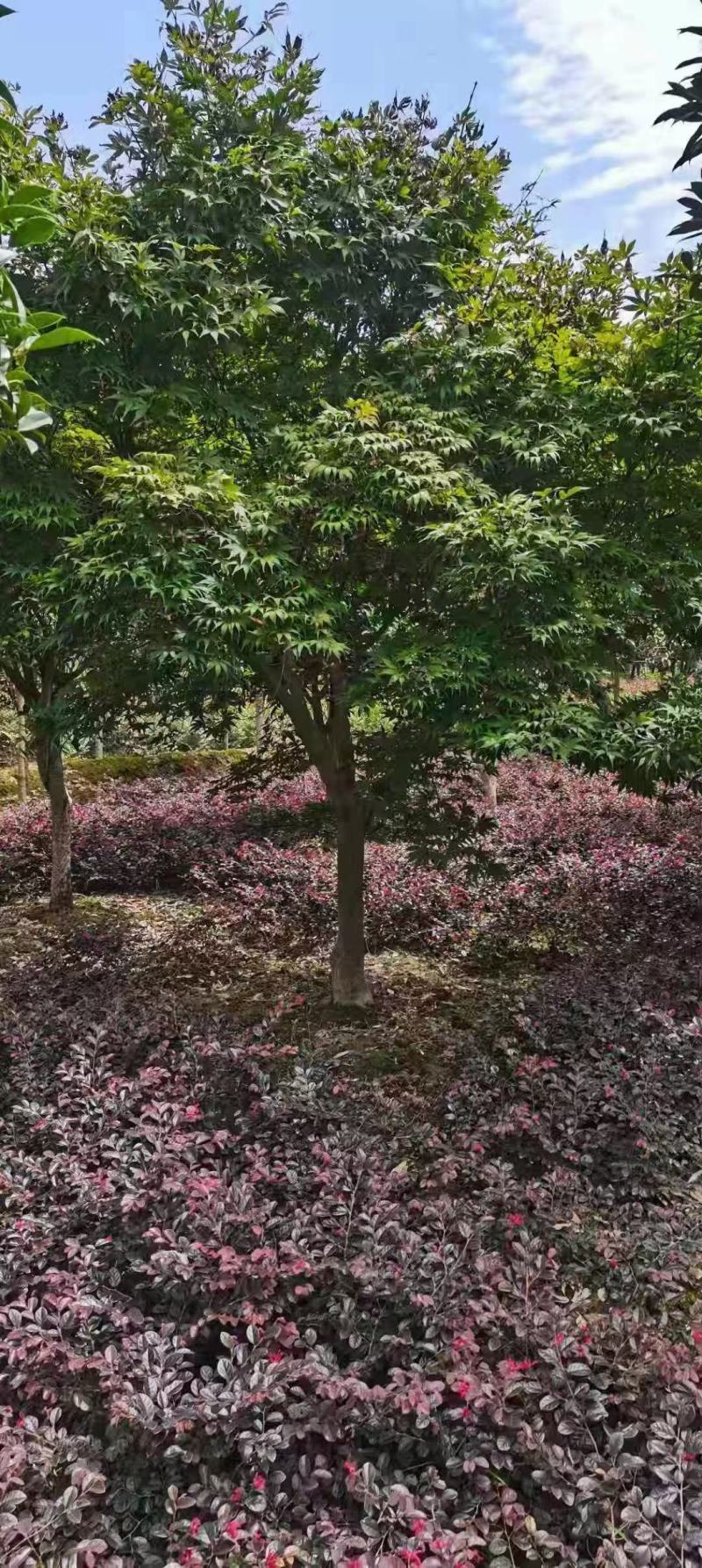 鸡爪槭