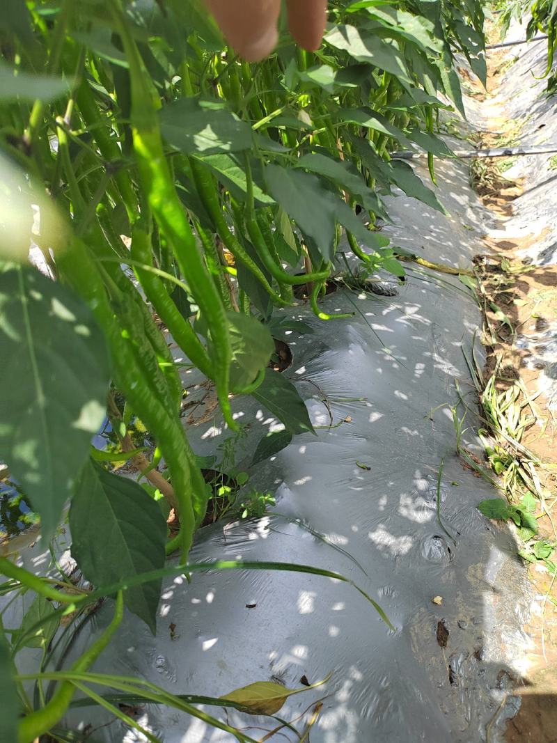 精品八号线椒