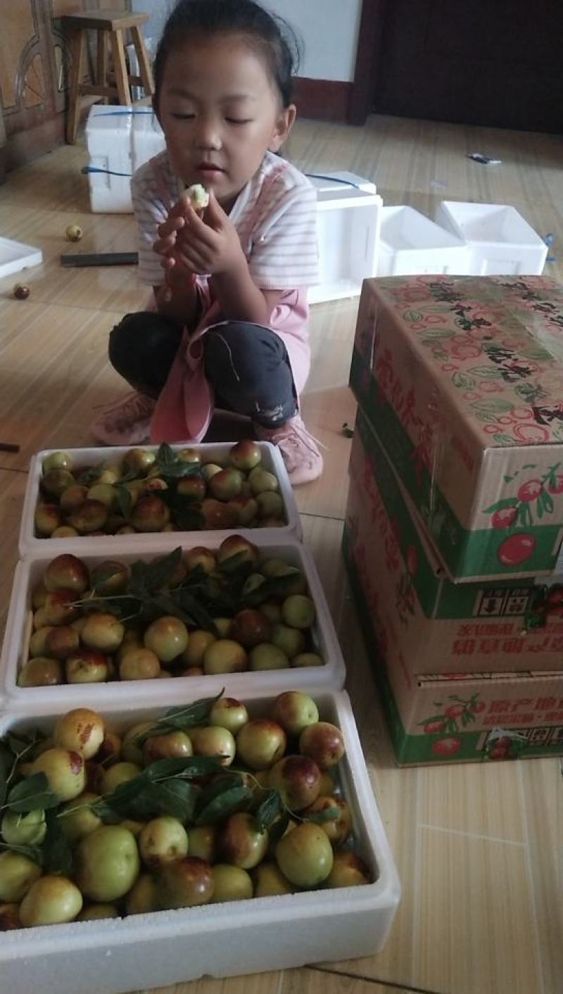 自家种大棚冬枣现已上市，抢购中……