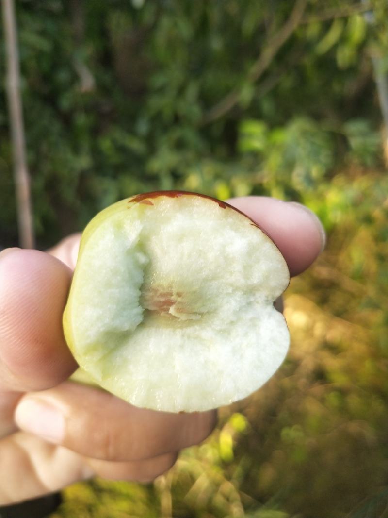 自家种大棚冬枣现已上市，抢购中……