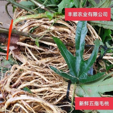 长期挖新鲜五指毛桃，专业供应地摊货工厂货档口货