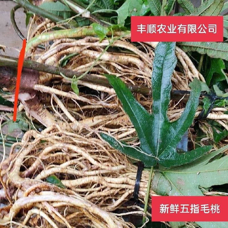 长期挖新鲜五指毛桃，专业供应地摊货工厂货档口货
