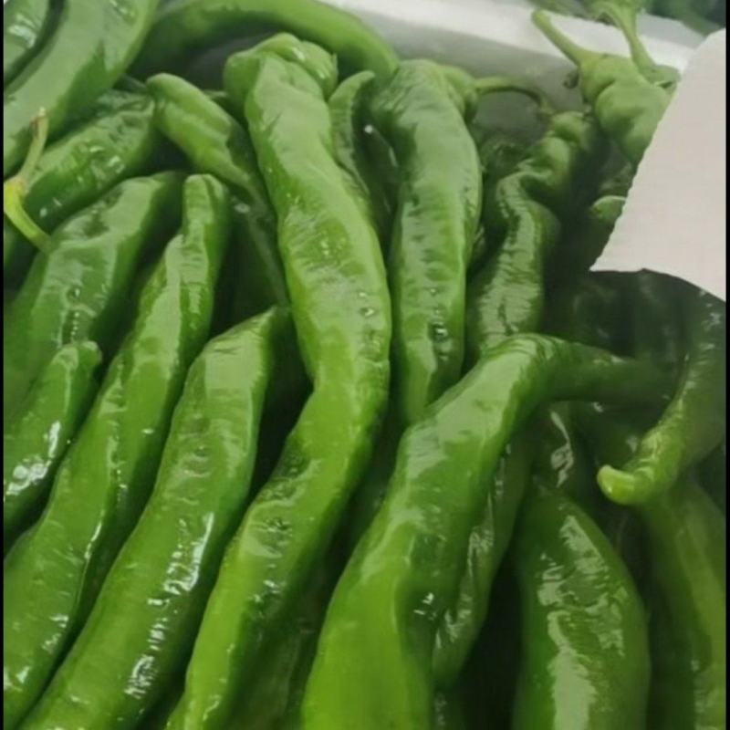 精品螺丝椒，陇椒，大罐，大量有货，欢迎新老客户前来订购