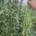 豆角