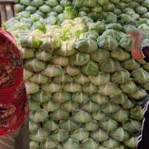 开封本地包菜，支持各种包装