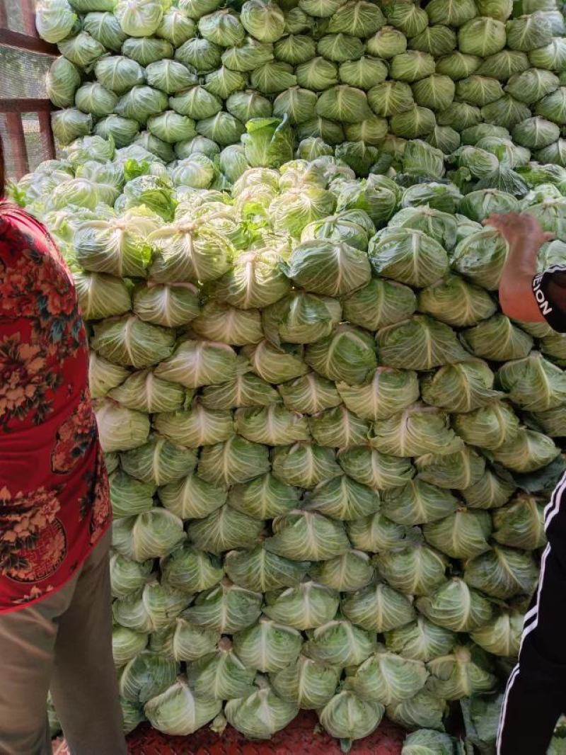 开封本地包菜，支持各种包装