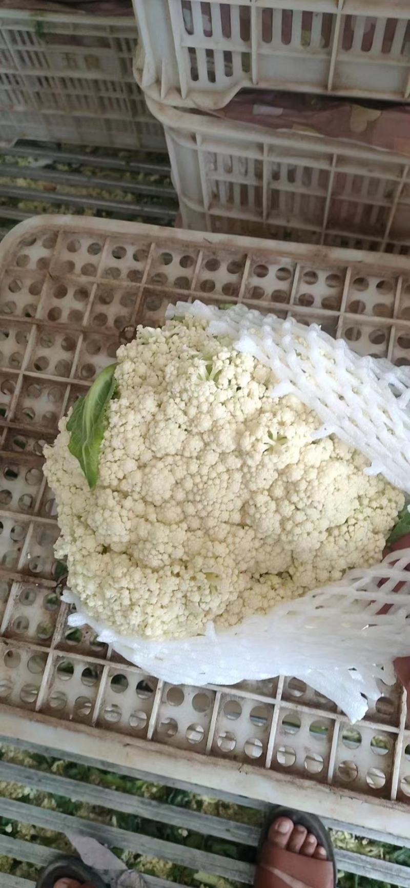 青梗有机花大量上市质量保证实地视频看货