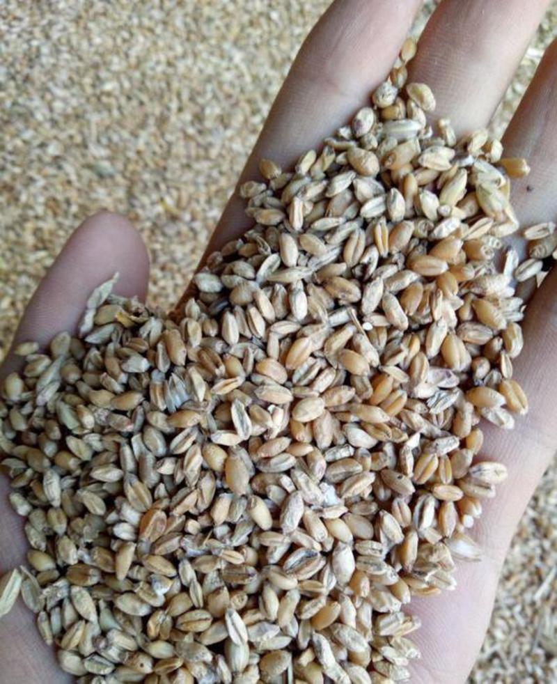 碎麦养殖饲料碎小麦粮库筛底货源充足
