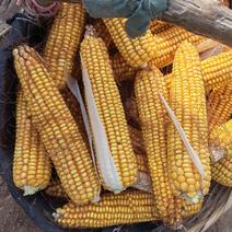 襄州黄玉米，湿棒子在七月中旬上市，大量接单中