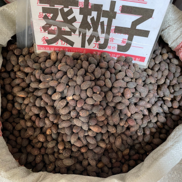 葵树子批发零售中药材一斤起发量大从优一件代发