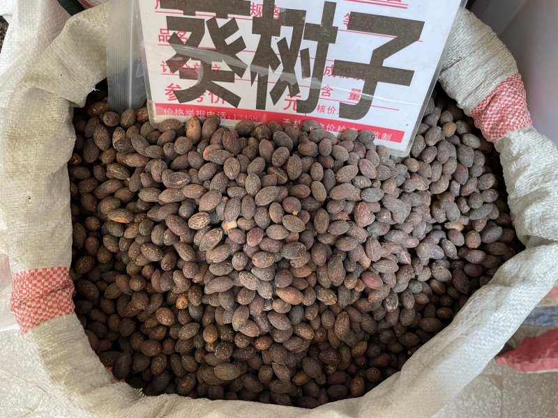 葵树子批发零售中药材一斤起发量大从优一件代发