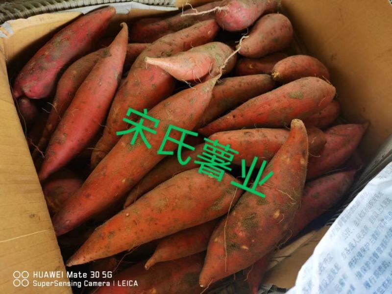 开封西瓜红