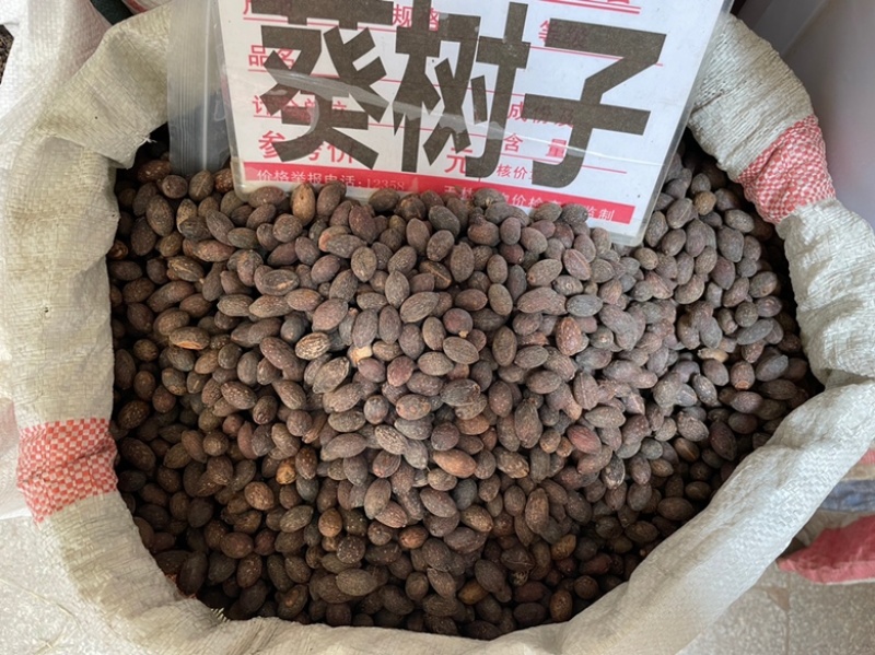 葵树子批发零售中药材一斤起发量大从优一件代发