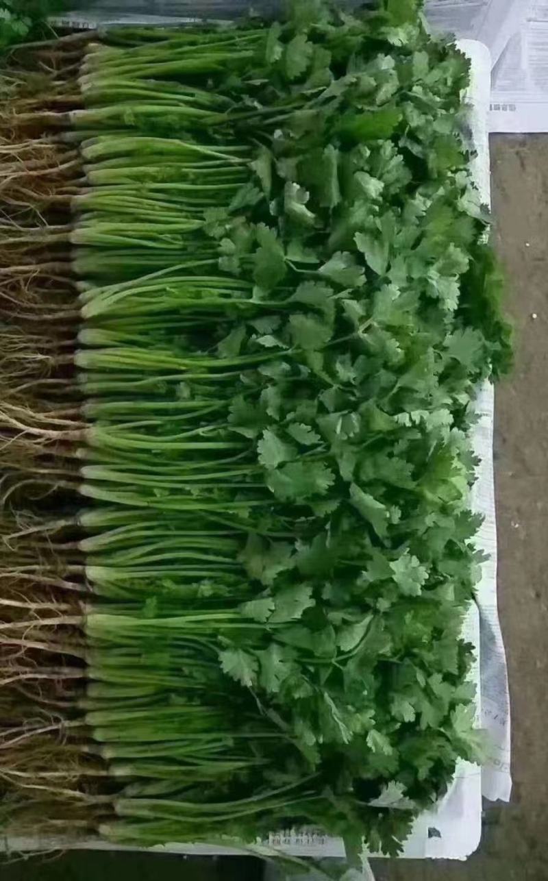 大叶香菜20~25厘米以上可视频看货一条龙服务