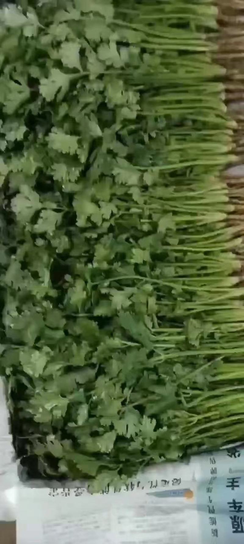 大叶香菜20~25厘米以上可视频看货一条龙服务