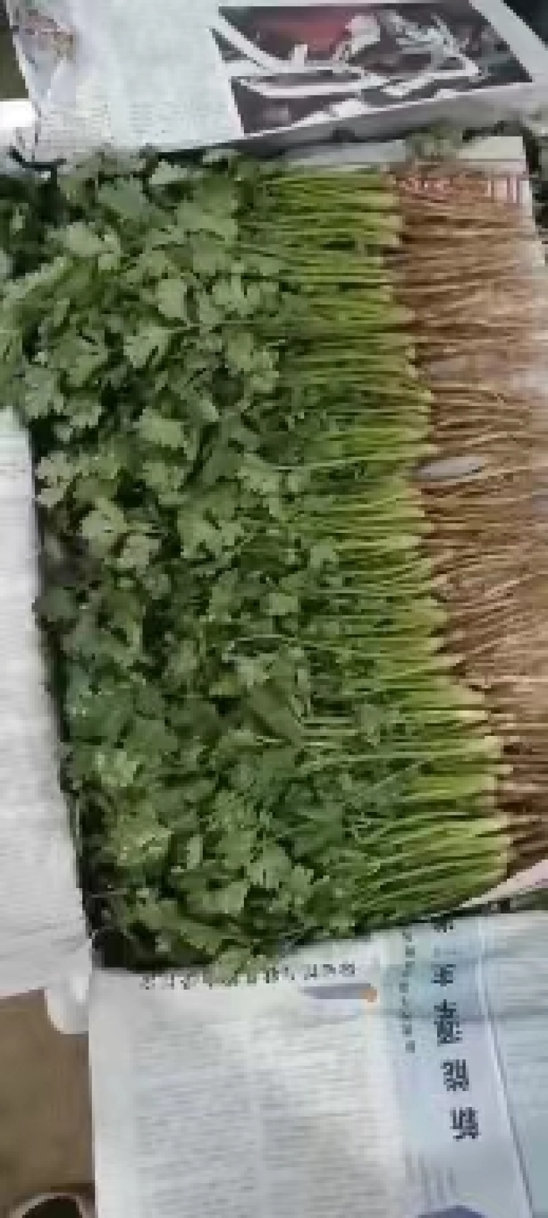 大叶香菜20~25厘米以上可视频看货一条龙服务