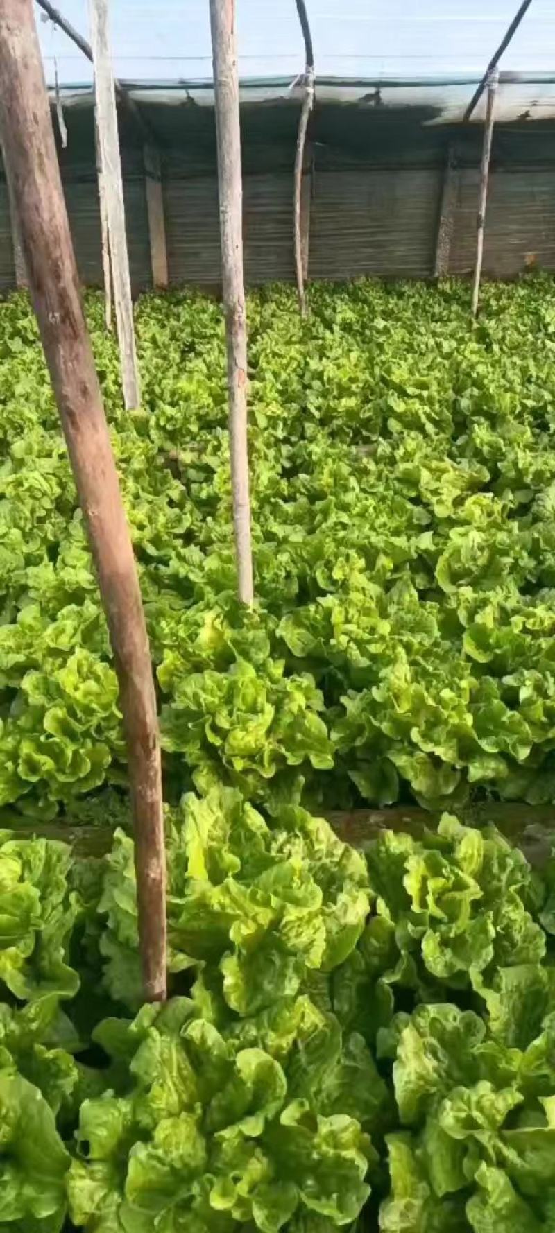 意大利生菜基地直发质量保证一条龙服务货真价实