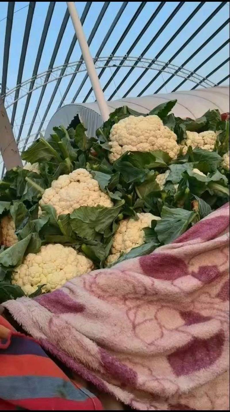 【精选】本地有机松花菜大量上市，颜色白，质量有保证，