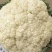 【精选】本地有机松花菜大量上市，颜色白，质量有保证，