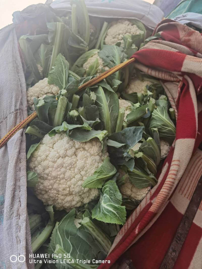 【精选】本地有机松花菜大量上市，颜色白，质量有保证，