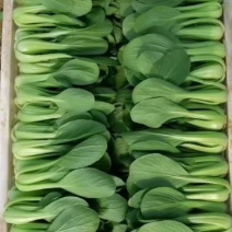 上海青小油菜河北精品小油菜大量上市质量保证欢迎选购