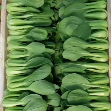 上海青小油菜河北精品小油菜大量上市质量保证欢迎选购