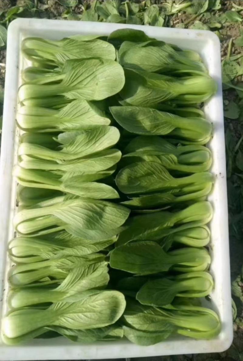 上海青小油菜河北精品小油菜大量上市质量保证欢迎选购