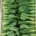 上海青小油菜河北精品小油菜大量上市质量保证欢迎选购