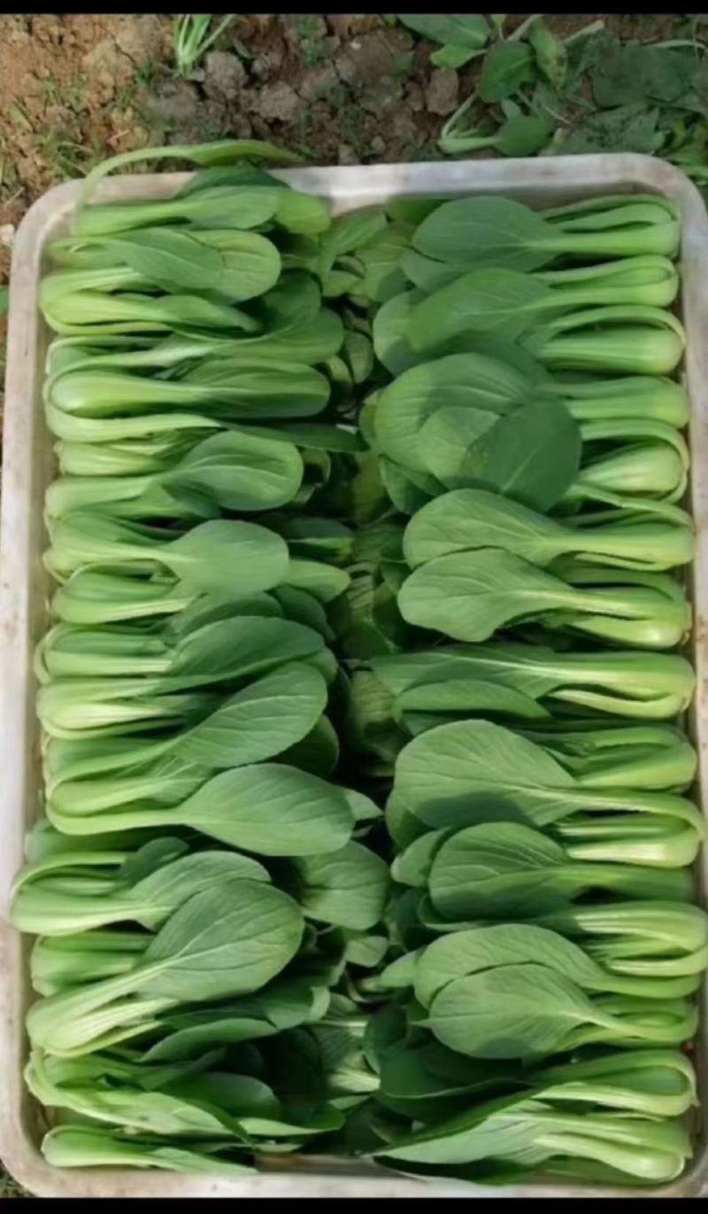 上海青小油菜河北精品小油菜大量上市质量保证欢迎选购
